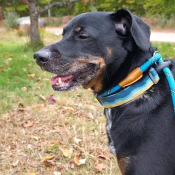 Massey -  Mixed Breed Dog for Adoption in Conway, New Hampshire - Massey | PetCurious