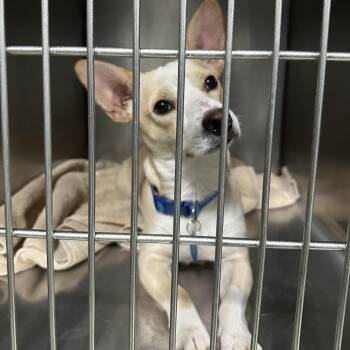 Mitchell -  Cardigan Welsh Corgi and Chihuahua Dog for Adoption in Tampa, Florida - Mitchell | PetCurious