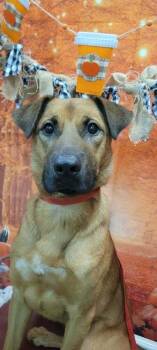 Roman -  German Shepherd Dog and Black Mouth Cur Dog for Adoption in Parker, Colorado - Roman | PetCurious