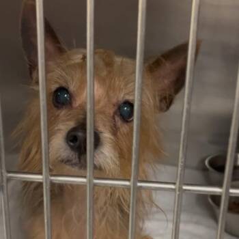 Yorkshire Terrier Dogs Available for Adoption - Vincent | PetCurious