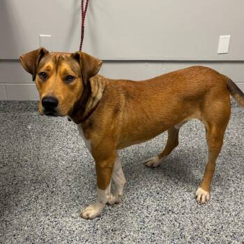 Moose -  Mixed Breed Dog for Adoption in Greenville, South Carolina - Moose | PetCurious