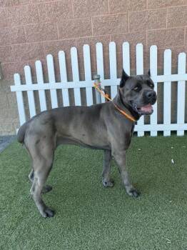 Cane Corso Dogs Available for Adoption - A608163 | PetCurious