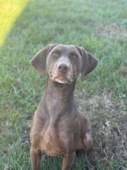 Rescue German Shorthaired Pointer and Chocolate Labrador Retriever Dogs for Adoption in Brownstown, Indiana - Hershey | PetCurious