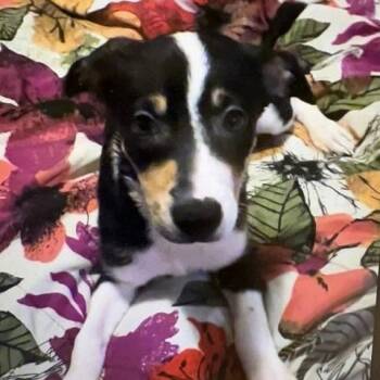 Bluey -  Australian Cattle Dog Blue Heeler Dog for Adoption in Cincinnati, Ohio - Bluey | PetCurious