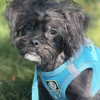 Mr. Itty Bitty Omen -  Brussels Griffon and Bichon Frise Dog for Adoption in Ridgefield, Washington - Mr. Itty Bitty Omen | PetCurious