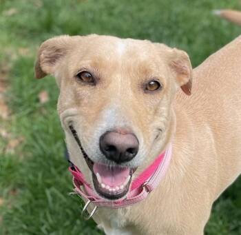 German Shepherd Dog and Yellow Labrador Retriever Dogs Available for Adoption in Andover, Massachusetts - Sandy Momma Fizz  - Local Lady | PetCurious