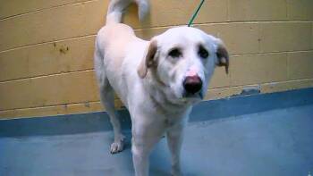Great Pyrenees and Mixed Breed Dogs Available for Adoption - GERONIMO (GERRY) | PetCurious