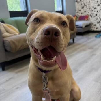 Brave Little Toaster (B.L.T.) -  Terrier and Mixed Breed Dog for Adoption in Oak Park, Illinois - Brave Little Toaster (B.L.T.) | PetCurious