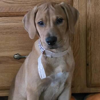 Justice -  Hound and Mixed Breed Dog for Adoption in Grinnell, Iowa - Justice | PetCurious