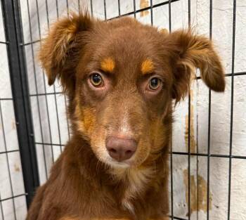 Octavia -  Australian Shepherd Dog for Adoption in Gilberts, Illinois - Octavia | PetCurious