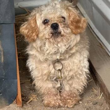 Camone -  Mixed Breed Dog for Adoption in Tacoma, Washington - Camone | PetCurious