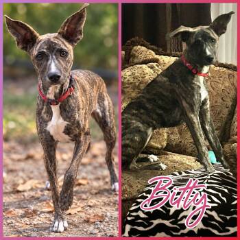 Bitty -  Whippet Dog for Adoption in Blacksburg, South Carolina - Bitty | PetCurious