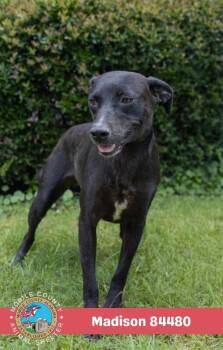 Madison -  Black Labrador Retriever Dog for Adoption in Mobile, Alabama - Madison | PetCurious