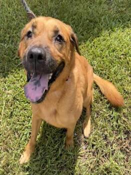 REBA -  Mixed Breed Dog for Adoption in Palmetto, Florida - REBA | PetCurious