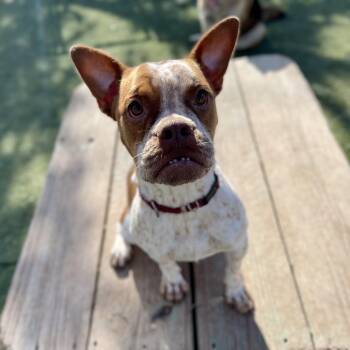 Piper -  French Bulldog Dog for Adoption in Center Point, Texas - Piper | PetCurious