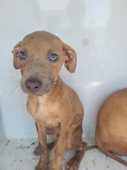 Brex -  Pit Bull Terrier and Mixed Breed Dog for Adoption in Atlanta, Georgia - Brex | PetCurious