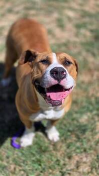 BISCUIT -  Pit Bull Terrier Dog for Adoption in Riverside, California - BISCUIT | PetCurious