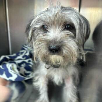 Perdita -  Mixed Breed Dog for Adoption in Fredericksburg, Virginia - Perdita | PetCurious