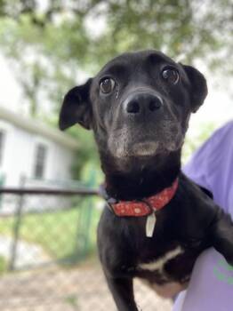 Rescue Labrador Retriever and Dachshund Dogs for Adoption in Bowie, Maryland - Sophie | PetCurious