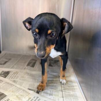 Doberman Pinscher Dogs Available for Adoption in San Antonio, Texas - Shoes | PetCurious