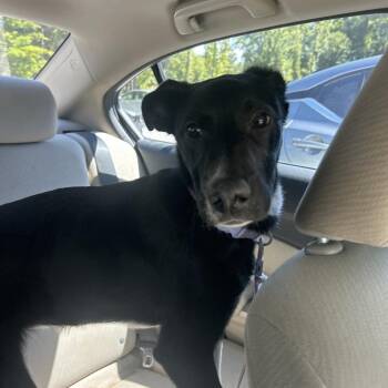 Black Labrador Retriever Dogs Available for Adoption in Greensboro, North Carolina - Lu Lu | PetCurious
