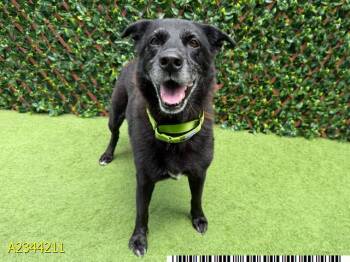 PALM TREE -  Mixed Breed Dog for Adoption in West Palm Beach, Florida - PALM TREE | PetCurious