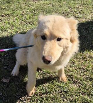 Siberian Husky Dogs Available for Adoption in Lawrenceville, Georgia - Pen 111d Teddie | PetCurious