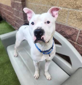 RUSSEL -  Pit Bull Terrier and Mixed Breed Dog for Adoption in Minneapolis, Minnesota - RUSSEL | PetCurious