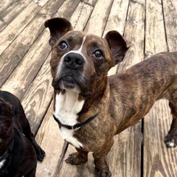 Mixed Breed Dogs Available for Adoption in Medford Lakes, New Jersey - Marv | PetCurious