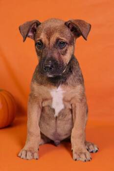 Hendrix 26/792 -  Shepherd and Pit Bull Terrier Dog for Adoption in Talladega, Alabama - Hendrix 26/792 | PetCurious