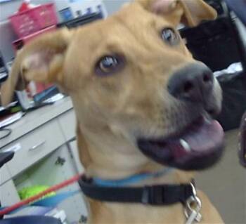 Mixed Breed Dogs Available for Adoption - SCOOB | PetCurious