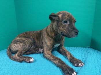 Labrador Retriever and Mixed Breed Dogs Available for Adoption - Dyson | PetCurious