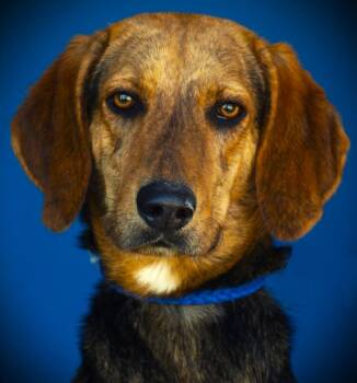 Arrow -  Hound Dog for Adoption in Denham Springs, Louisiana - Arrow | PetCurious