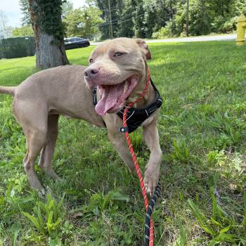 Ash -  American Staffordshire Terrier and Mixed Breed Dog for Adoption in Woodbridge, Connecticut - Ash | PetCurious