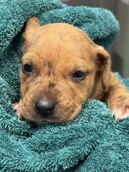 DOUGLAS FIR -  Mixed Breed Dog for Adoption in Jacksonville, Florida - DOUGLAS FIR | PetCurious