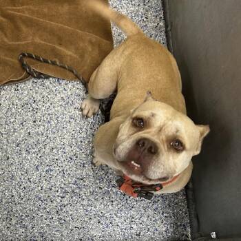 Mamacita -  Mixed Breed Dog for Adoption in Greenville, South Carolina - Mamacita | PetCurious
