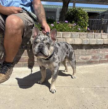 French Bulldog Dogs Available for Adoption in Lathrop, California - Bruce | PetCurious