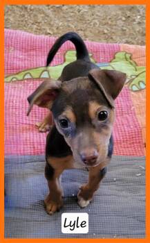 Lyle -  Chihuahua Dog for Adoption in Granbury, Texas - Lyle | PetCurious