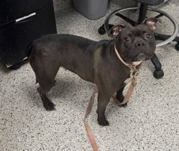 Laffy Taffy -  Pit Bull Terrier and Mixed Breed Dog for Adoption in Kansas City, Missouri - Laffy Taffy | PetCurious