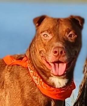 Catahoula Leopard Dog and Shar Pei Dogs Available for Adoption - Andy - Super Sweet Boy, Great Companion (NS-08912) | PetCurious