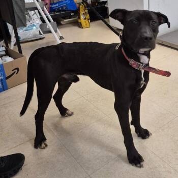 Vader -  Mixed Breed Dog Available for Adoption in Lake Panasoffkee, Florida - Vader | PetCurious