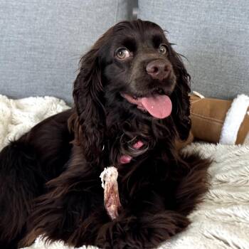 Cocker Spaniel Dogs Available for Adoption - Mystique | PetCurious