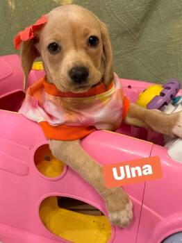 Ulna -  Labrador Retriever and Hound Dog for Adoption in Dunmore, Pennsylvania - Ulna | PetCurious