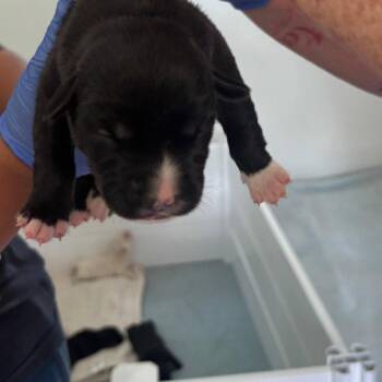 Richardson -  Terrier Dog for Adoption in Dallas, Texas - Richardson | PetCurious