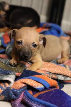 Zeezee -  Chihuahua Dog for Adoption in Tucson, Arizona - Zeezee | PetCurious
