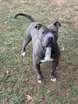 Mixed Breed Dogs Available for Adoption - Chews | PetCurious