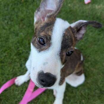 Rescue Mixed Breed and Bull Terrier Dogs for Adoption in Bellflower, California - Tio | PetCurious
