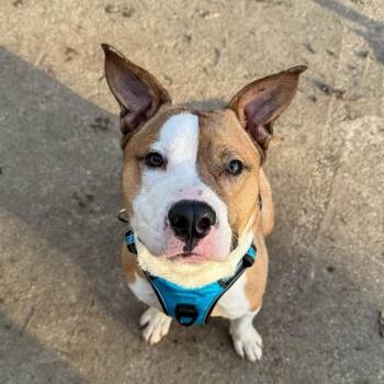 Mixed Breed Dogs Available for Adoption - Chief | PetCurious