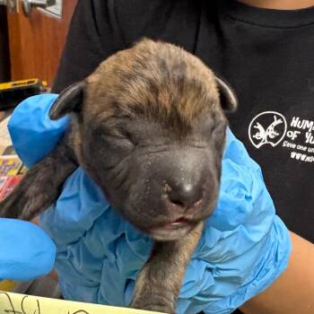 Mixed Breed Dogs Available for Adoption in Yuma, Arizona - Pilot | PetCurious