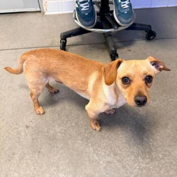 Jockey -  Chihuahua and Mixed Breed Dog for Adoption in Rifle, Colorado - Jockey | PetCurious